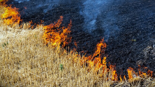 Verbrannt werden die letzten Stoppeln