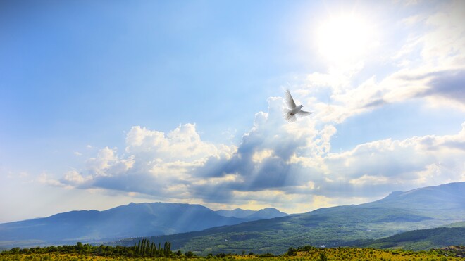 Friedenstaube im Tiefflug