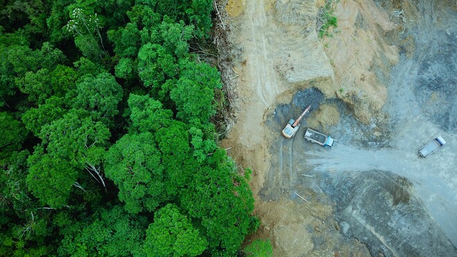 Die Plünderung der Wälder
