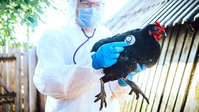 Glückloses Geflügel