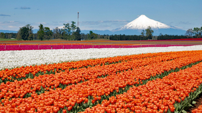 Das Tulpenfieber