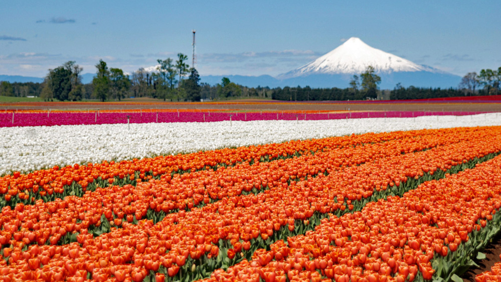 Das Tulpenfieber