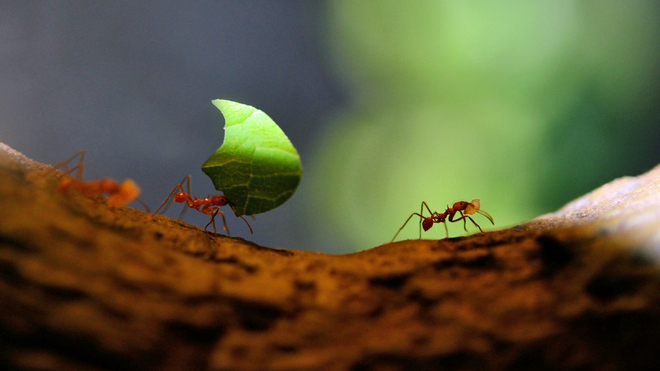 Die kleine Welt der Amazone