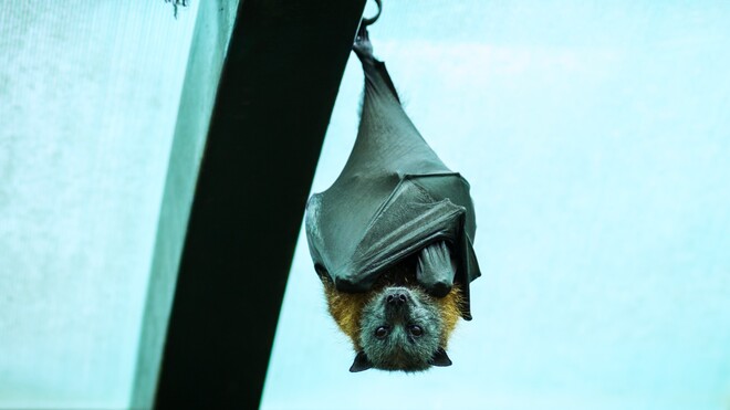 Die offensichtlichste Erklärung